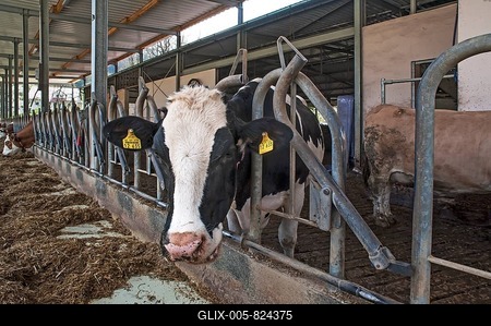 Holstein dairy cow at a feed rack in a freestall barn, Bavaria, Germany-stock-foto