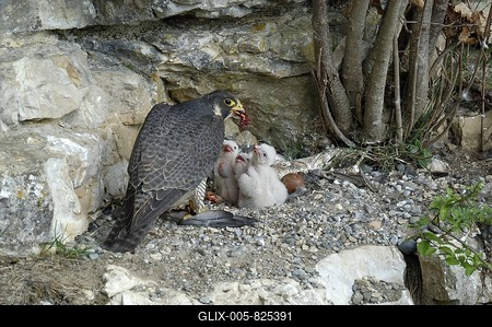 Peregrine Falcon (Falco peregrinus), female feeding fledglings-stock-foto