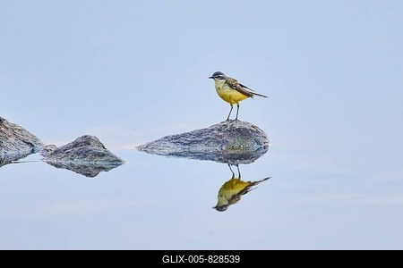 Western yellow wagtail (Motacilla flava) sitting on rock at danubia river in sunset, Bavaria, Germany-stock-foto