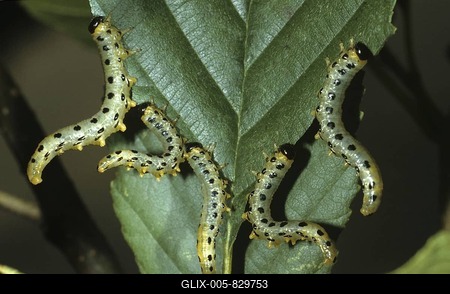 Sawfly larvae (Croesus septentrionalis, Craesus septentrionalis)-stock-foto