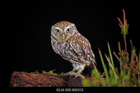 Little owl (Athene noctua), (Tyto alba), adult, on tree trunk, at night, vigilant, Lowick, Northumberland, England, Great Britain-stock-foto