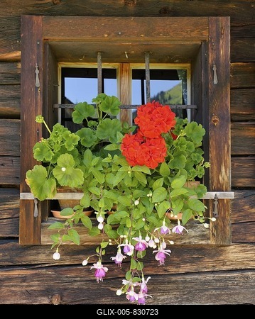 Window with flower box, Laerchkaralm mountain lodge, Donnersbachwald, Styria, Austria, Europe-stock-foto