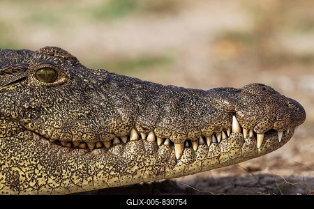 Nile Crocodile (Crocodylus niloticus), portrait, basking at the bank of the Chobe River, Chobe National Park, Botswana-stock-foto