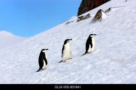 Chinstrap penguins (Pygoscelis antarctica), adult, Brown Bluff, Antarctica-stock-foto