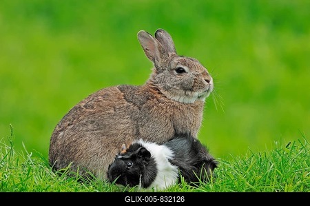 Dwarf Rabbit (Oryctolagus cuniculus forma domestica) and Guinea Pig (Cavia porcellus)-stock-foto