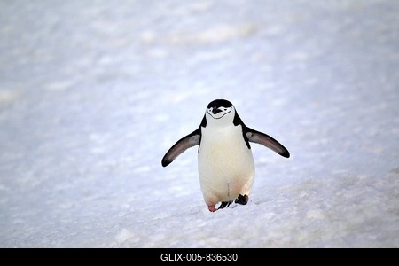 Chinstrap Penguin (Pygoscelis antarctica), adult, spreading wings, Brown Bluff, Antarctica-stock-foto