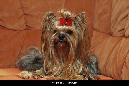 Yorkshire Terrier sitting on a couch in a living room-stock-foto
