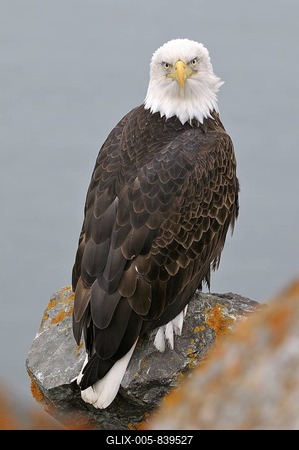 Bald Eagle (Haliaeetus leucocephalus) perched on lichen-covered rocks, Kenai Peninsula, Alaska, USA-stock-foto