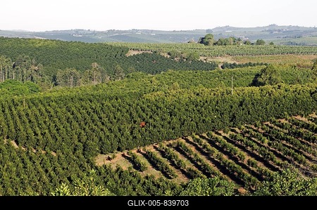 Fruit plantations near Sabie, Mpumalanga, South Africa, Africa-stock-foto
