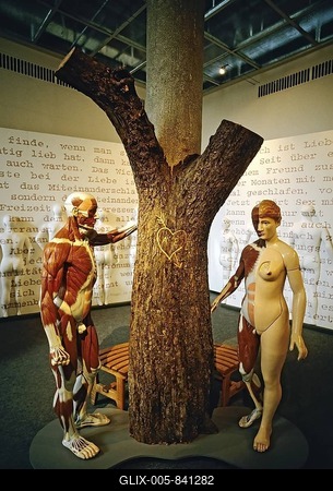 Anatomical male figure and naked female figure standing around a tree with an engraved heart, exhibit in the German Hygiene-Museum, Dresden, Saxony, Germany, Europe-stock-foto