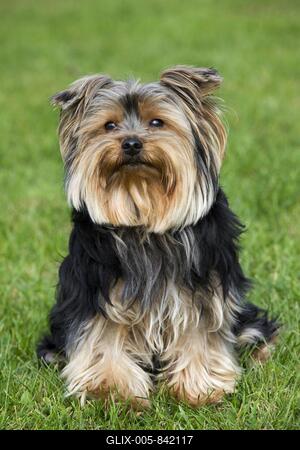 Yorkshire terrier, Yorkie (Canis lupus familiaris) in garden-stock-foto