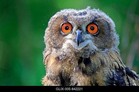 Eurasian Eagle-owe (Bubo bubo), adult, portrait, Kasselburg, Eifel, Germany-stock-foto