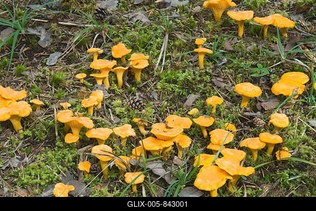 Golden Chanterelles or Chanterelles (Cantharellus cibarius), Gurgltal valley, Tyrol, Austria-stock-foto
