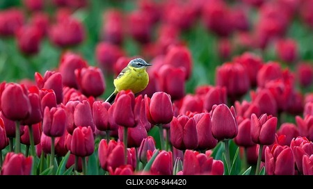 Yellow wagtail (Motacilla flava) in flower field of red tulips, Texel, North Holland, Netherlands-stock-foto