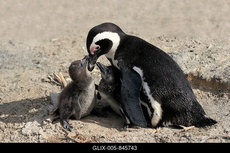 African penguin (Spheniscus demersus), adult, two juveniles, siblings, on the beach, feeding, social behaviour, Boulders Beach, Simonstown, Western Cape, South Africa-stock-foto