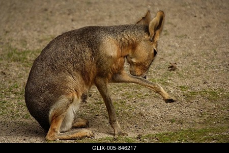 Mara (Dolichotis patagonum) cleaning its coat-stock-foto