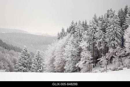 Winter forest in the Thueringer Schiefergebirge, Thuringian Highland in Masserberg, Thuringia, Germany, Europe-stock-foto
