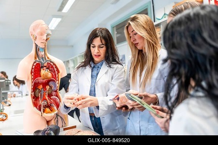 Medical students examining anatomical model and organ replicas during anatomy class in university laboratory-stock-foto