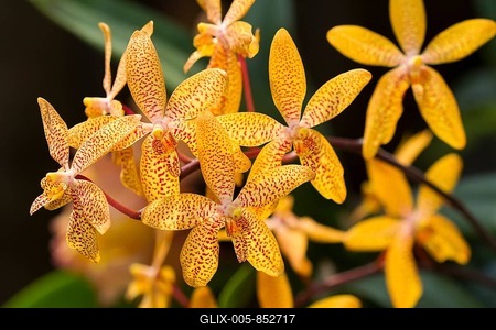 Orchid (Renanthera mona chica), orchid house on Mainau island, Baden-Württemberg, Germany-stock-foto