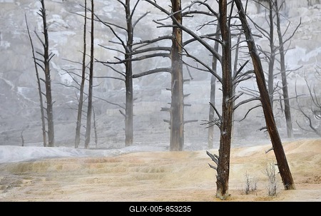 Dead trees on the Angel Terrace, Upper Terraces, limestone sinter terraces, geysers, hot springs, Mammoth Hot Springs Terraces, Yellowstone National Park, Wyoming, United States of America, USA-stock-foto