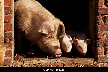 Sow and Piglets (Sus scrofa domestica) looking out of the stable, Othenstorf, Mecklenburg-Western Pomerania, Germany, Europe-stock-foto
