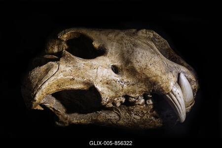 Eurasian cave lion (Panthera spelaea), skull fossil from the Late Pleistocene-stock-foto