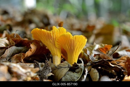 Golden Chanterelle or Chanterelle (Cantharellus cibarius), Black Forest, Baden-Württemberg, Germany-stock-foto