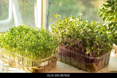 Boxes with microgreen sprouts of cress salad and kohlrabi cabbage on white windowsill. Daylight, natural sunlight. Side view, close up, selective focus-stock-foto