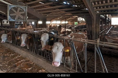 Cows at the feed fence in an exercise pen, Bavaria, Germany-stock-foto