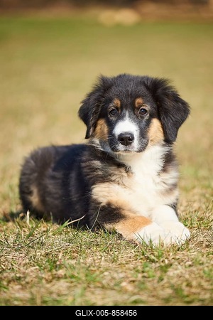 Mixed-bread dog (Australian Shepherd and Golden Retriever), Bavaria, Germany-stock-foto