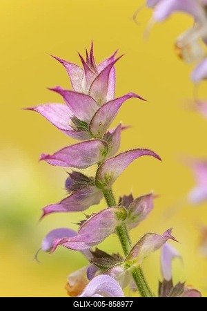 Close-up of a clary (Salvia sclarea) flower with fine details of the petals against a yellow background, Ternitz, Lower Austria, Austria-stock-foto