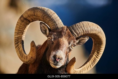 European mouflon (Ovis aries musimon ram (male) portrait in the alps, Wildlife Park Aurach, Kitzbuehl, Austria-stock-foto