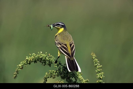 Yellow Wagtail (Motacilla flava), male with food for young birds-stock-foto