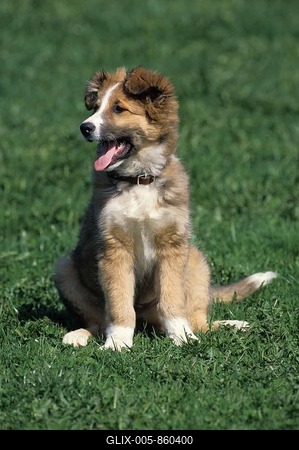 Collie-sheepdog crossbreed, puppy, 3 months old-stock-foto