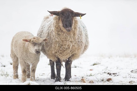 Domestic sheep (Ovis aries) adult mother ewe and juvenile baby lamb farm animals in a snow covered field in winter, England, United Kingdom-stock-foto