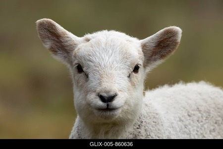 Domestic sheep (Ovis aries) juvenile baby lamb farm animal head portrait in spring, England, United Kingdom-stock-foto