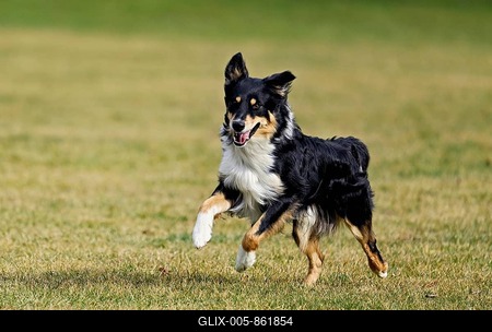 Mixed breed dog between Border Collie and Australian Shepherd jumps across meadow, Switzerland-stock-foto