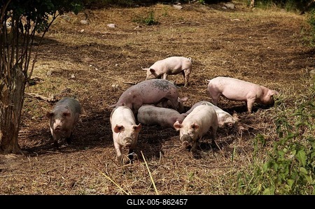 Organic pigs in space to run about in, Othenstorf, Mecklenburg-Western Pomerania, Germany, Europe-stock-foto