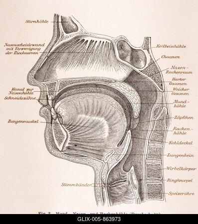 Medicine, anatomy, illustration of a section through the human head with mouth, nose and throat in black and white, frontal sinus, nasal septum with olfactory nerves, canal to the nasal cavity, incisors, tongue muscle, vocal cords, sphenoid sinus, choanae, hard and soft palate, oral cavity, uvula, pharyngeal cavity, epiglottis, hyoid bone, vertebral body, cricoid cartilage, oesophagus, historical illustration in black and white from Meyers encyclopedia 4. Edition 1889 and 1890, Germany-stock-foto