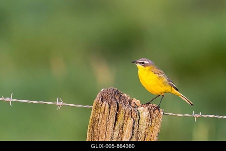 Meadow Wagtail (Motacilla flava), male, standing on wooden pole, Texel Island, North Sea, North Holland, Netherlands-stock-foto