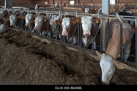 Young cattle at the feed fence in an exercise pen, Bavaria, Germany-stock-foto