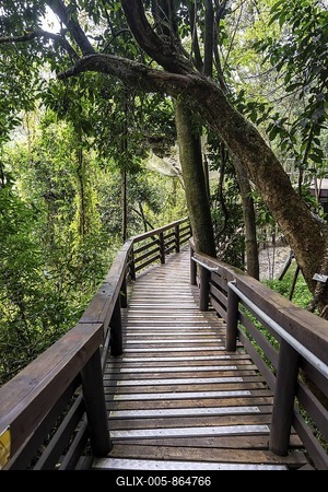 Wooden path through dense forest, Graskop Gorge or Graskopkloof, Graskop, Mpumalanga, South Africa-stock-foto