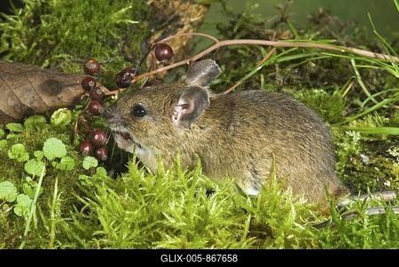 Yellow-necked Mouse (Apodemus flavicollis), Schwaz, Tyrol, Austria, Europe-stock-foto