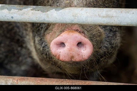 Close up of a pig's nose of Baumberger Landschweine, crossbreeding breeds from Bentheim Black Pied, also known as Buntes Bentheimer Schwein, a rare breed of domestic pig in Germany with Hungarian Mangalica pig (Mangalitsa, Mangalitza), sticking through metal fence at farm in Germany-stock-foto