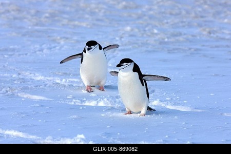 Chinstrap penguins (Pygoscelis antarctica) pair, Brown Bluff, Antarctica-stock-foto
