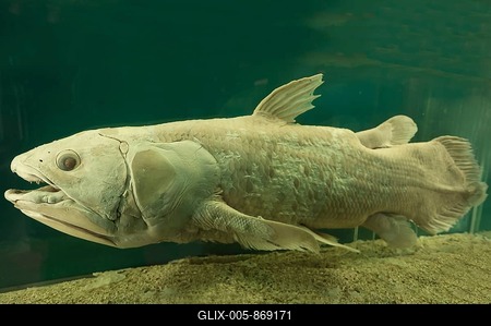 West indian ocean coelacanth (Latimeria chalumnae), Natural History Museum, opened 1889, Vienna, Austria-stock-foto