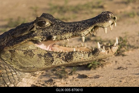 Yacare Caiman (Caiman yacare), Pantanal, Mato Grosso, Brazil-stock-foto