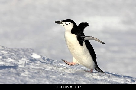 Chinstrap Penguin (Pygoscelis antarctica), adult, spreading wings, Brown Bluff, Antarctica-stock-foto