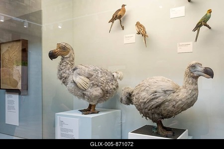 Dodo, Dronte, Dodos (Raphus cucullatus), Dronts, Extinct, Animals, Birds, Natural History Museum or Natural History Museum, Kensington, London, England, United Kingdom-stock-foto