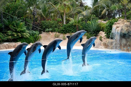 Bottlenose dolphins (Tursiops truncatus) jump in group over a rope, captive, Dolphin show, Loro Parque, Puerto de la Cruz, Tenerife, Canary Islands, Spain-stock-foto